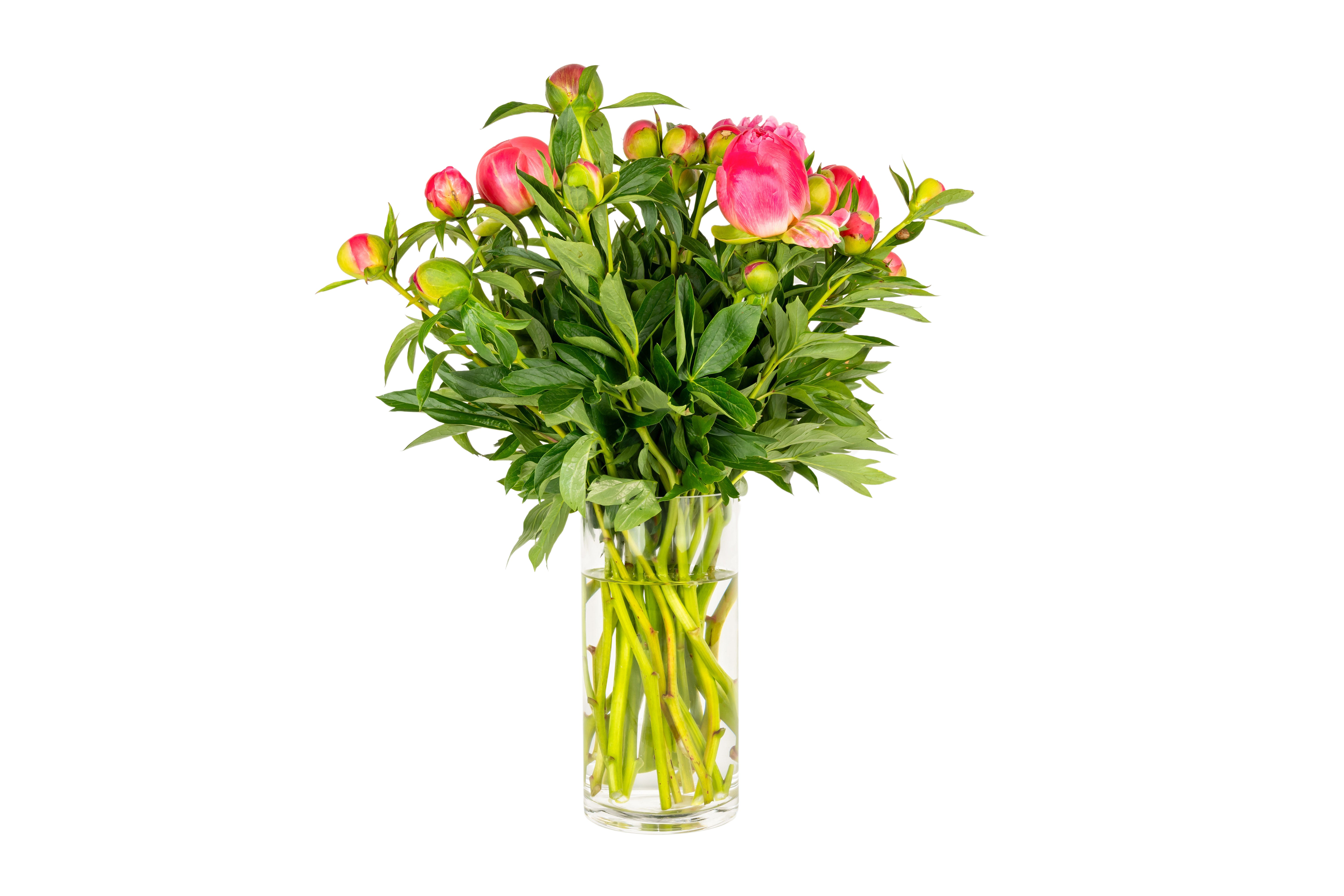 Peony Roses Panache Flowers