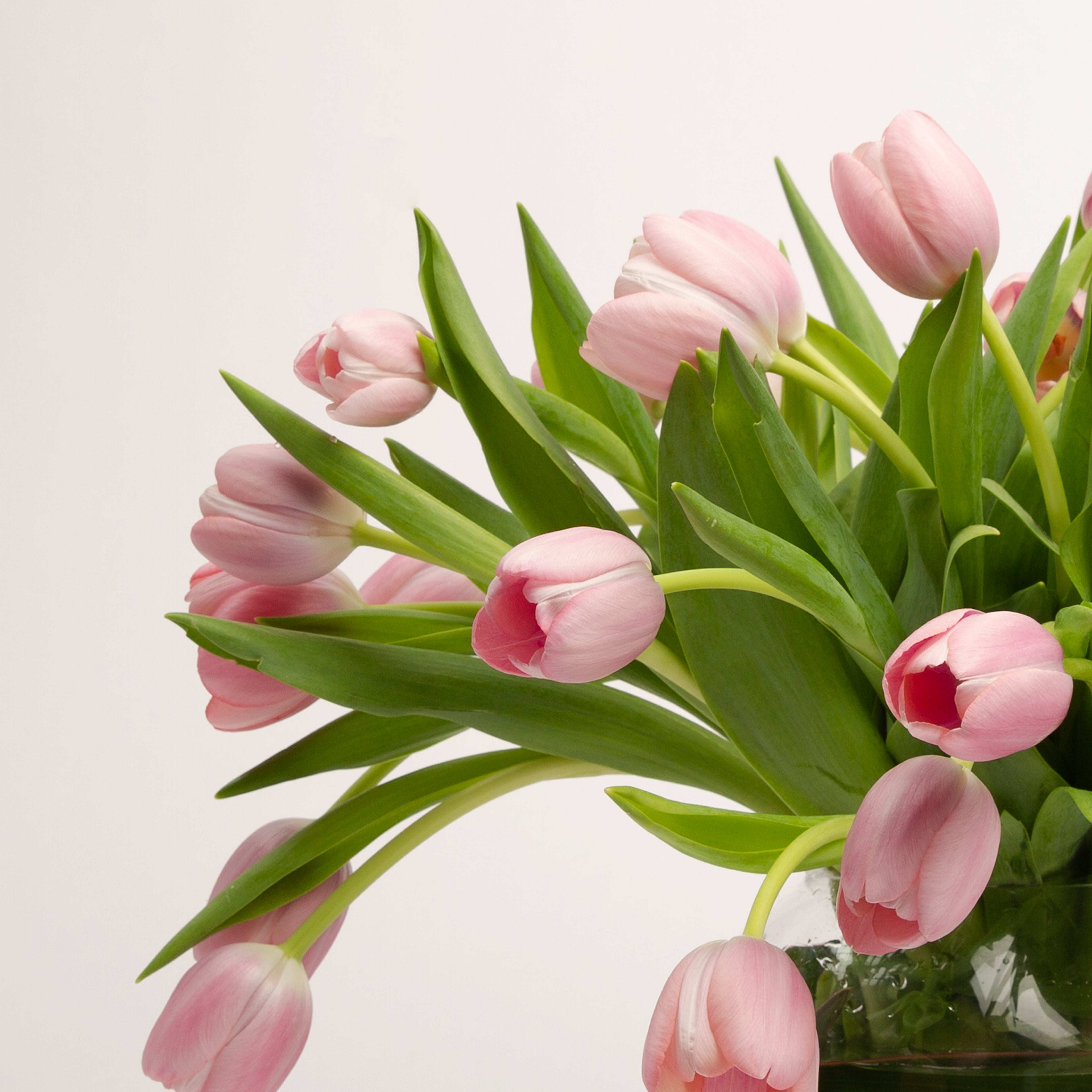 Majestic Tulips – Panache Flowers