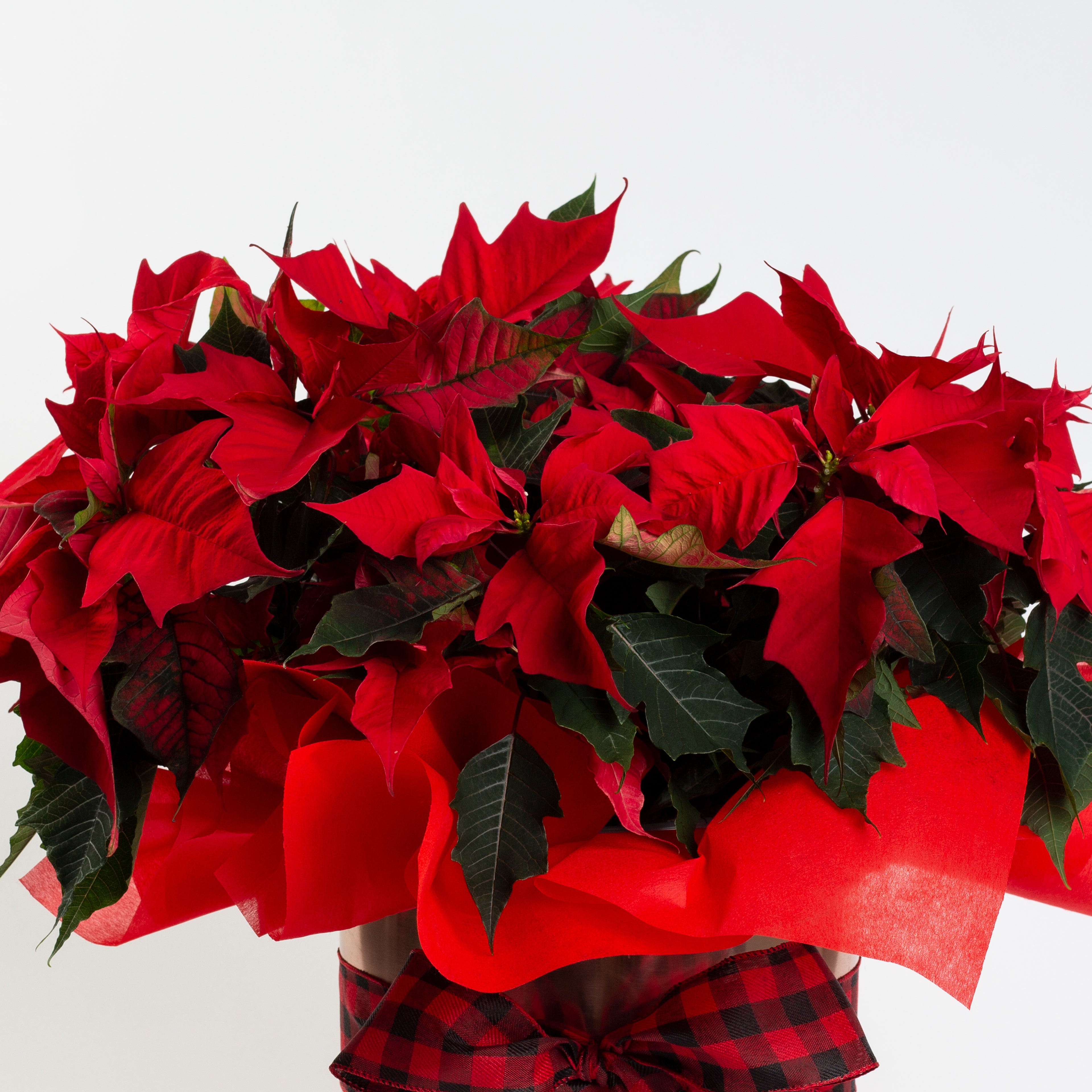 Poinsettia Lux Panache Flowers