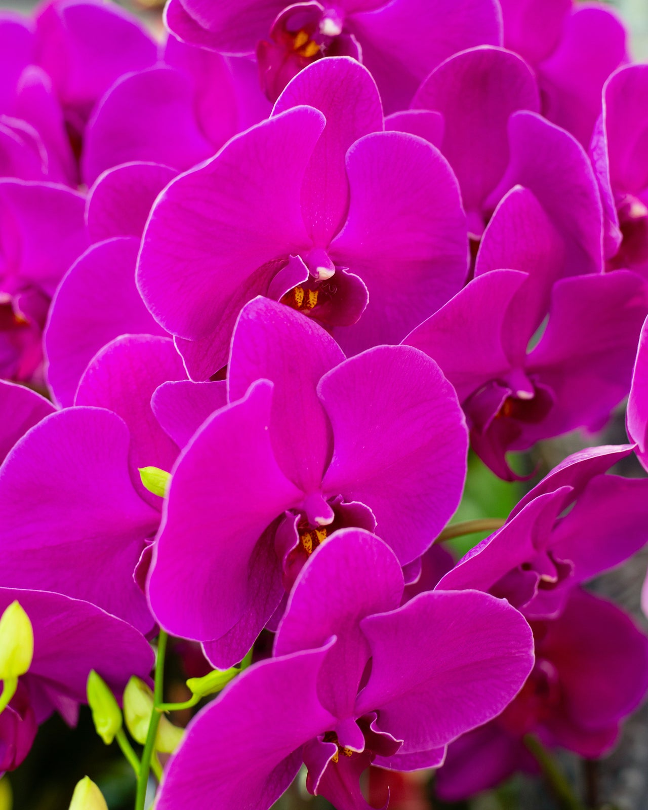 Panache Plants Panache Flowers