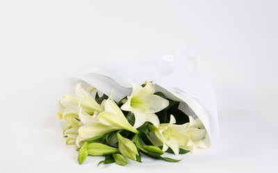 Small / Wrapped