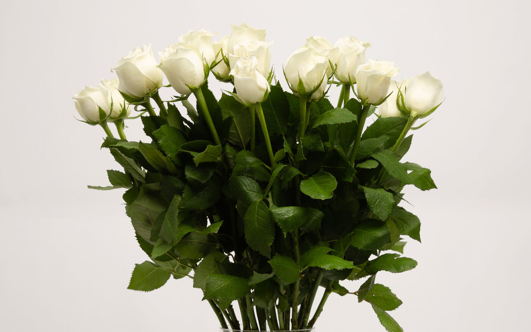 White Roses Sturdy Long Stem White Roses – Panache Flowers