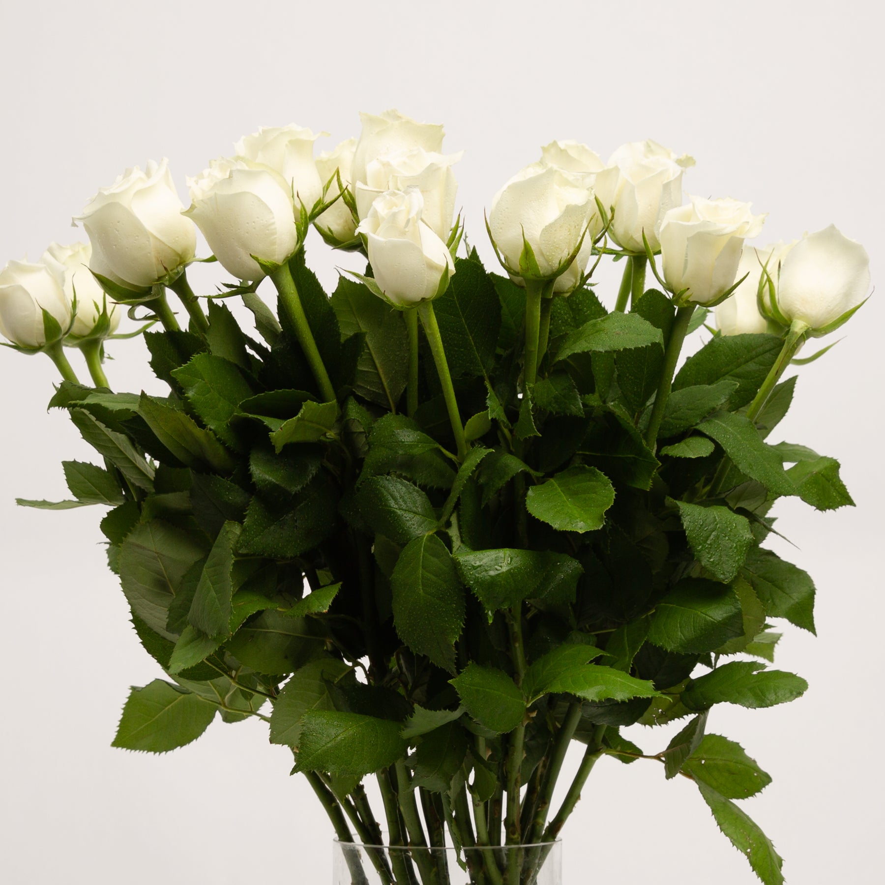 60cm Long Roses – Panache Flowers