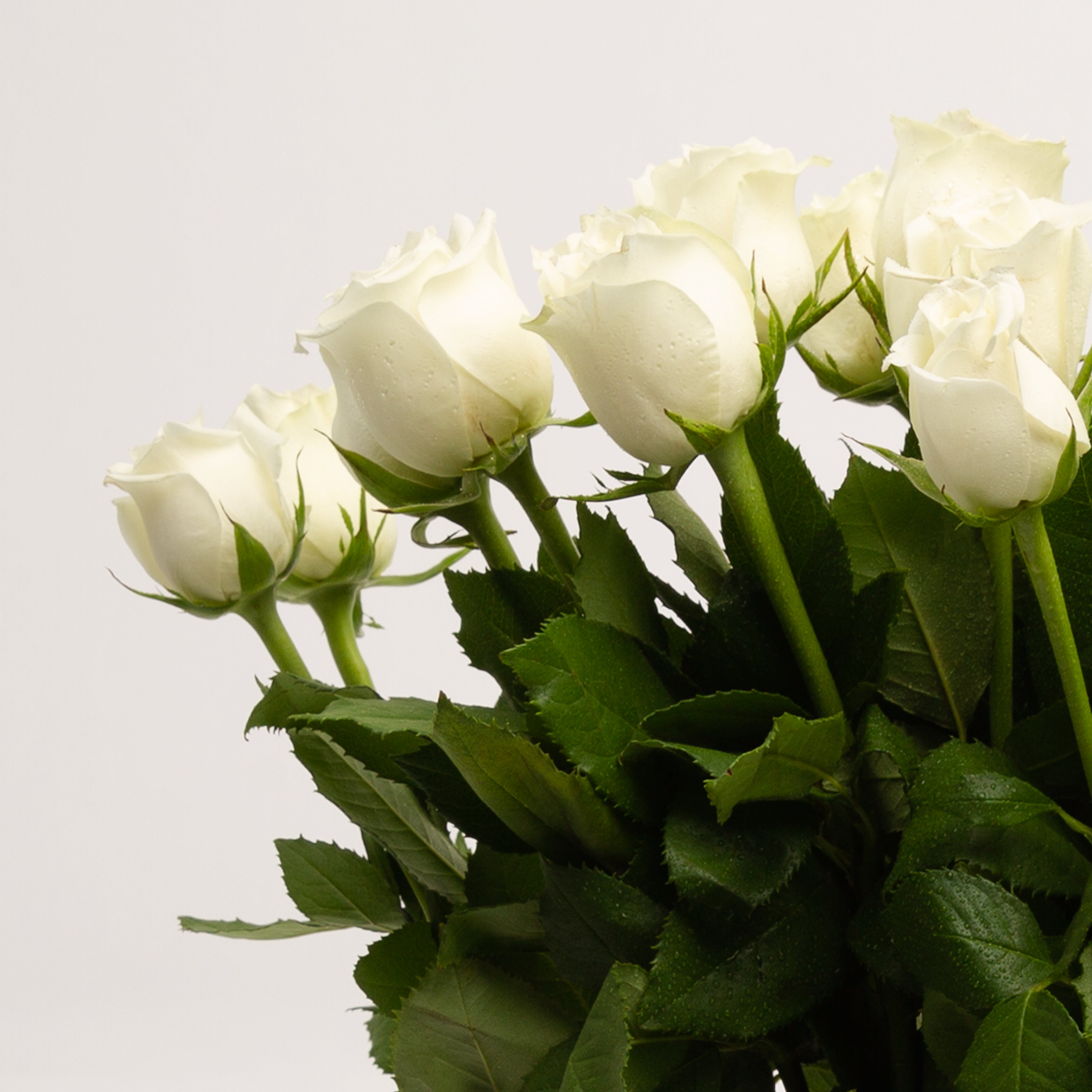 Long Stem White Roses – Panache Flowers