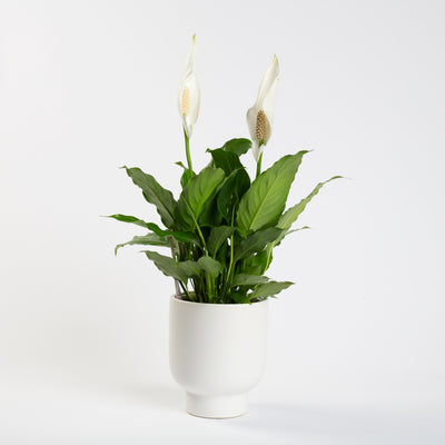 Plant and Pot