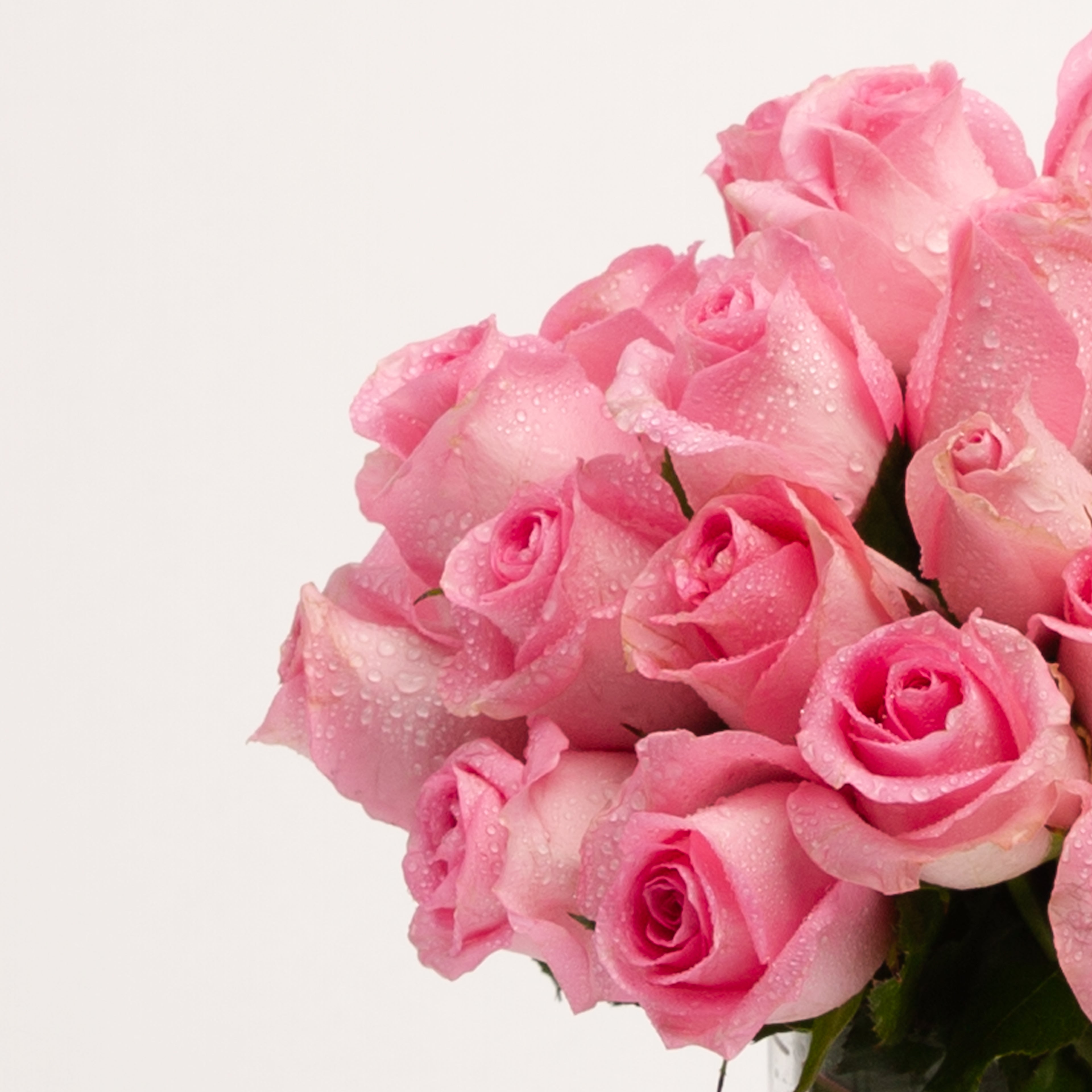 Pink Rose Posy | Beautiful, Short Stem Roses – Panache Flowers