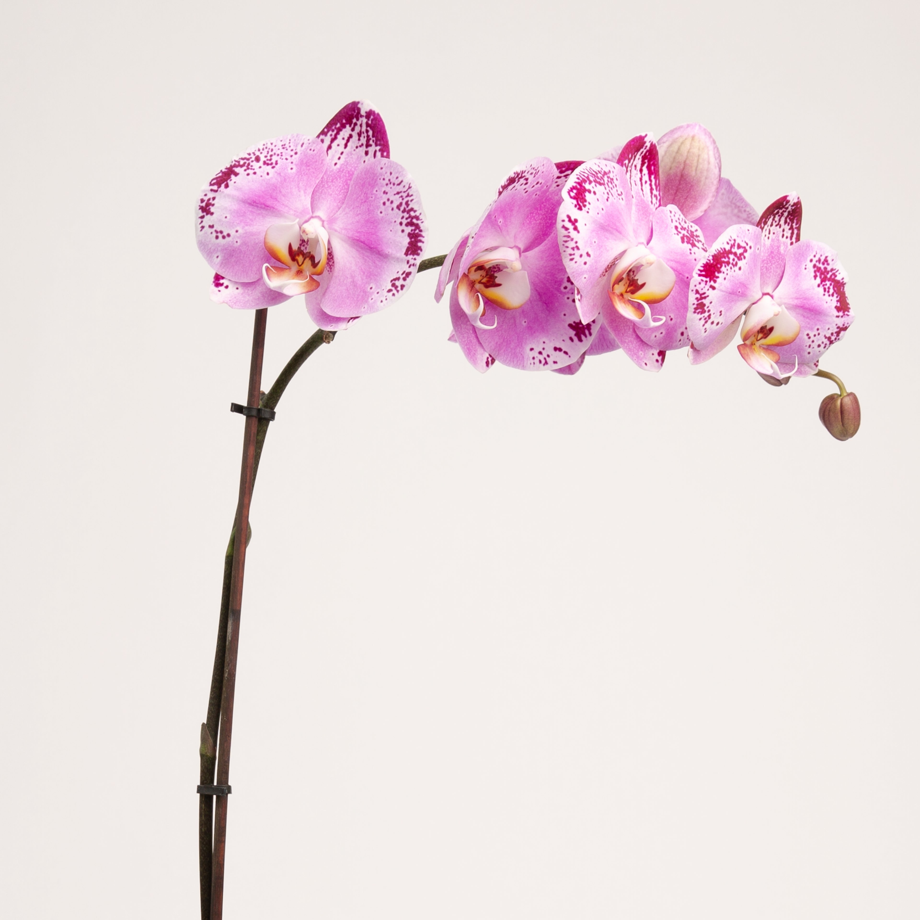 Single Orchid | Long Lasting Phalaenopsis Orchid – Panache Flowers